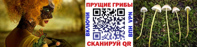 Псилоцибиновые грибы прущие грибы  ОМГ ОМГ ссылка  Саяногорск 